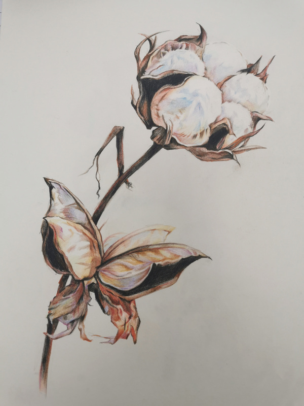 棉花.jpg